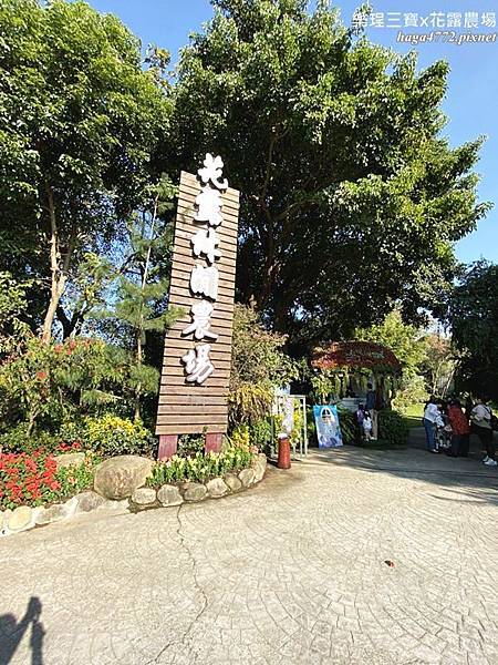 【苗栗卓蘭旅遊】12月薰衣草花海│花露休閒農場好好玩好好拍│挑高耶誕樹布置│廣大草皮讓孩子跑跳