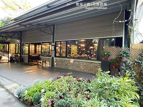 【苗栗卓蘭旅遊】12月薰衣草花海│花露休閒農場好好玩好好拍│挑高耶誕樹布置│廣大草皮讓孩子跑跳