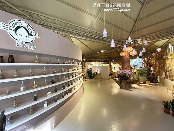 【苗栗卓蘭旅遊】12月薰衣草花海│花露休閒農場好好玩好好拍│挑高耶誕樹布置│廣大草皮讓孩子跑跳