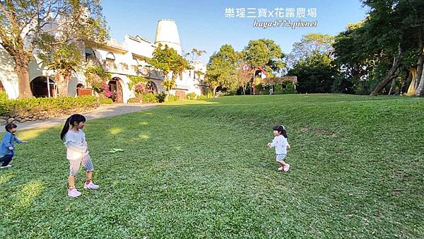 【苗栗卓蘭旅遊】12月薰衣草花海│花露休閒農場好好玩好好拍│挑高耶誕樹布置│廣大草皮讓孩子跑跳