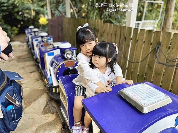 【苗栗卓蘭旅遊】12月薰衣草花海│花露休閒農場好好玩好好拍│挑高耶誕樹布置│廣大草皮讓孩子跑跳