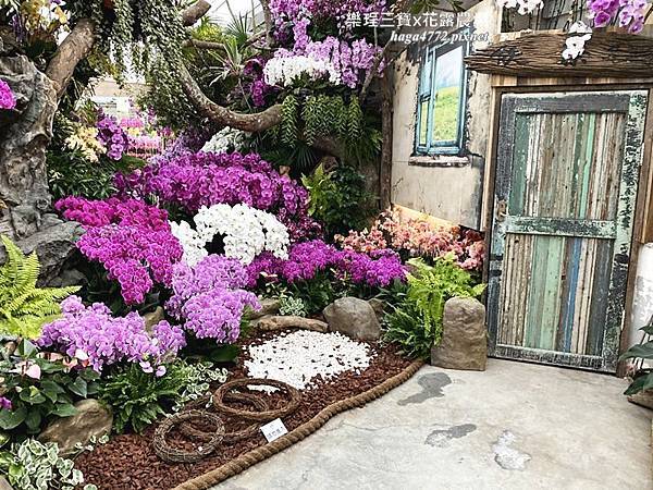 【苗栗卓蘭旅遊】12月薰衣草花海│花露休閒農場好好玩好好拍│挑高耶誕樹布置│廣大草皮讓孩子跑跳