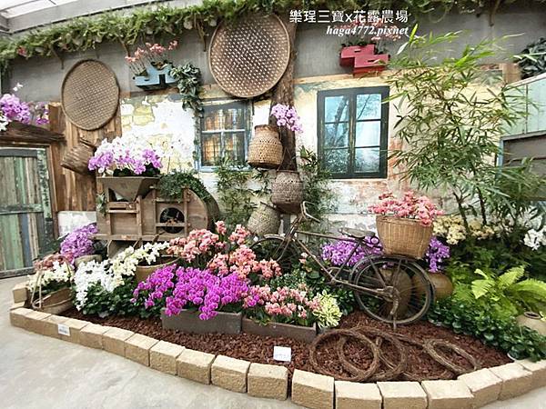 【苗栗卓蘭旅遊】12月薰衣草花海│花露休閒農場好好玩好好拍│挑高耶誕樹布置│廣大草皮讓孩子跑跳
