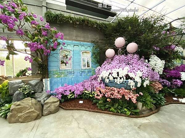 【苗栗卓蘭旅遊】12月薰衣草花海│花露休閒農場好好玩好好拍│挑高耶誕樹布置│廣大草皮讓孩子跑跳