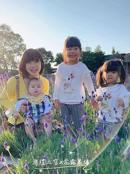 【苗栗卓蘭旅遊】12月薰衣草花海│花露休閒農場好好玩好好拍│挑高耶誕樹布置│廣大草皮讓孩子跑跳
