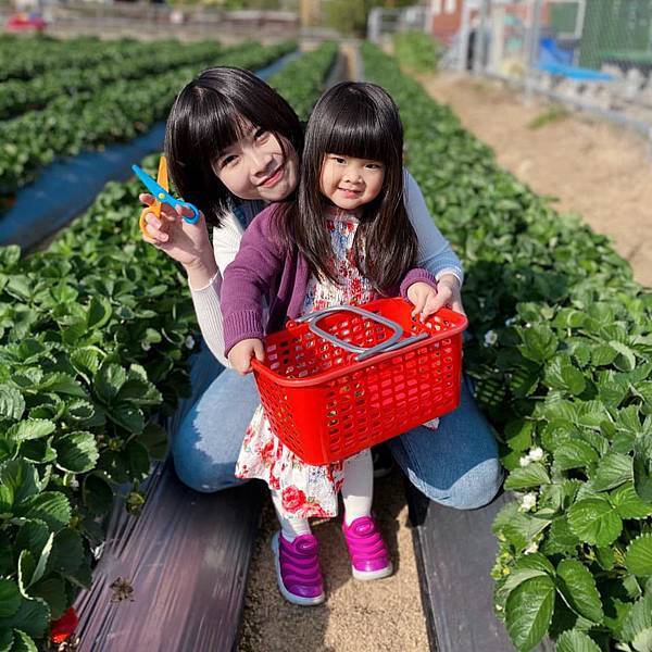 【苗栗大湖草莓園】CP值爆表親子友善「D哥草莓園」│好吃又大顆香水草莓││近大湖酒莊