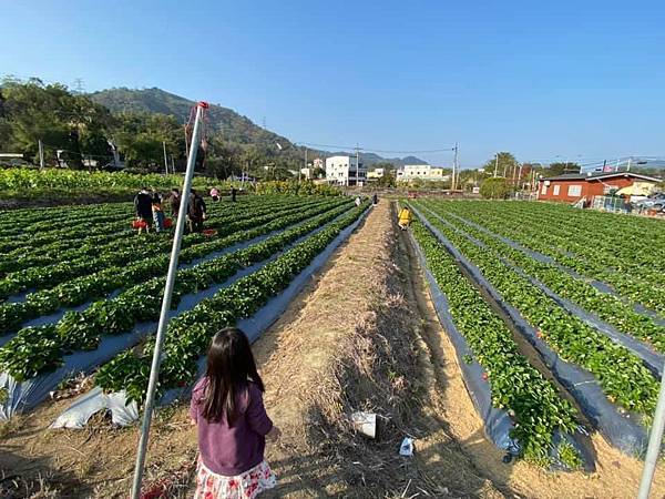 【苗栗大湖草莓園】CP值爆表親子友善「D哥草莓園」│好吃又大顆香水草莓││近大湖酒莊